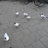 P1300664 - de vogels van amsterdam