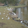 P1300550 - de vogels van amsterdam
