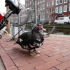 P1300633 - de vogels van amsterdam
