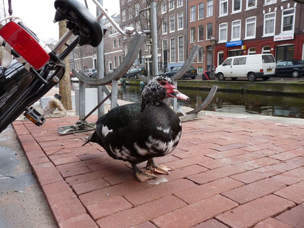 P1300633 - de vogels van amsterdam