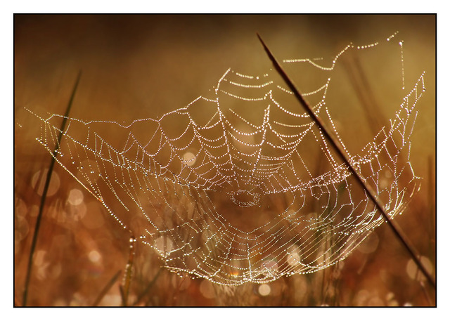 Morning Web Close-Up Photography