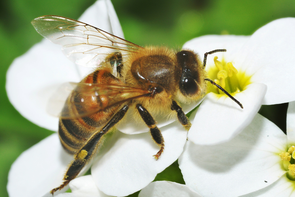 8606766125 42435111f4 h - 