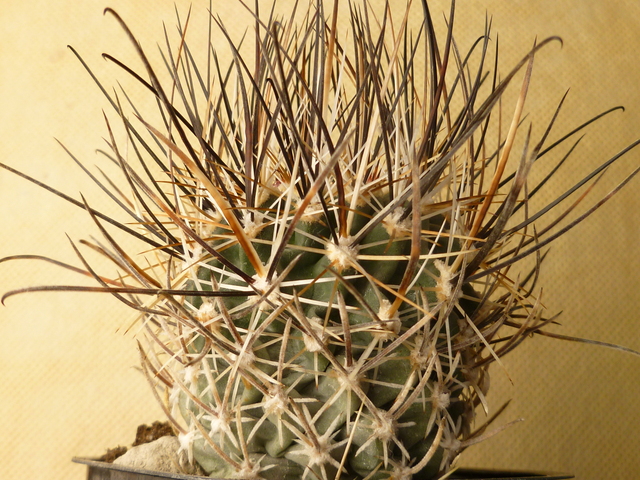 P1060603 Cactus
