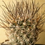 P1060603 - Cactus