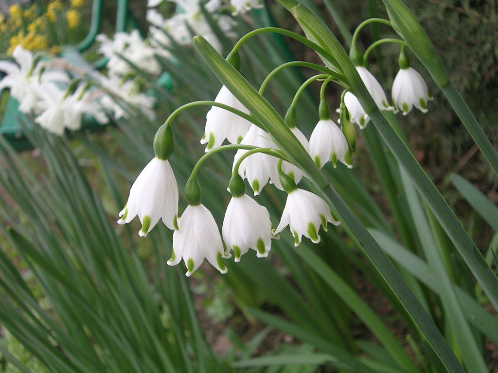 4-1 Leucojum - 