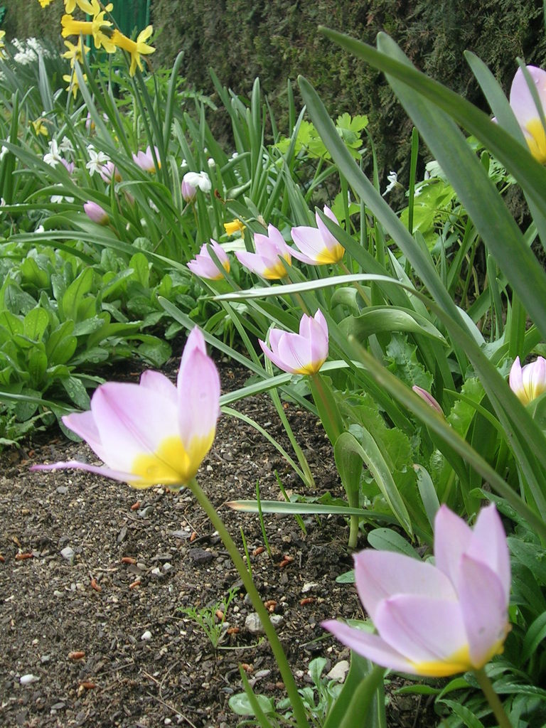 4-1 'Lilac Wonder' - 