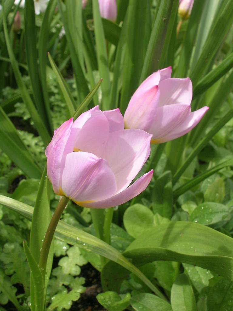 4-1 'Lilac Wonder' (5) - 