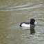 P1300547 - de vogels van amsterdam