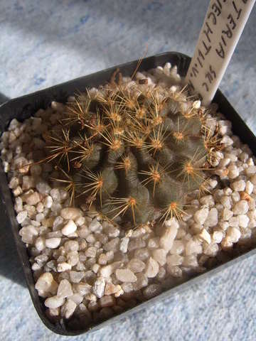 Neoporteria wagenknechtii.v.napina 002 cactus