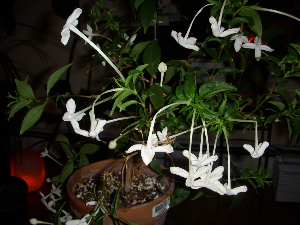 Bouvardia longiflora - 