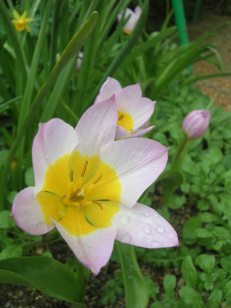 4-1 'Lilac Wonder' (4) - 