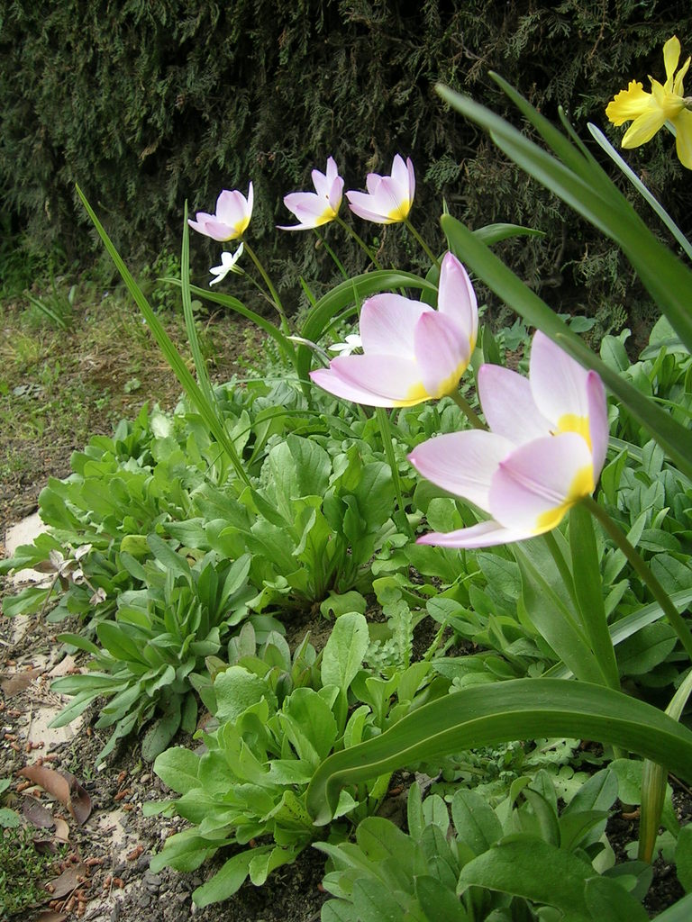 4-4 'Lilac Wonder' - 