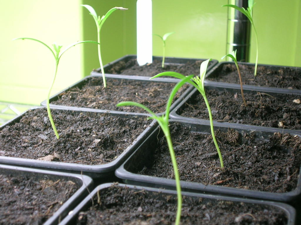 4-7 Cosmos bipinnatus (5) - 