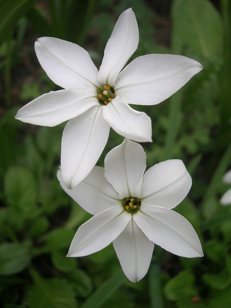 4-7 Ipheion uniflorum 'Albert Castillo' - 