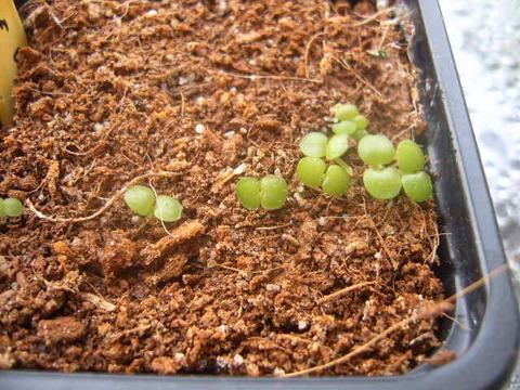 zaailingen  kalanchoe tomentosa 004 cactus