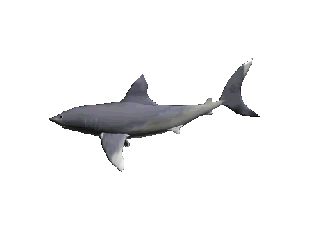 shark2 - 