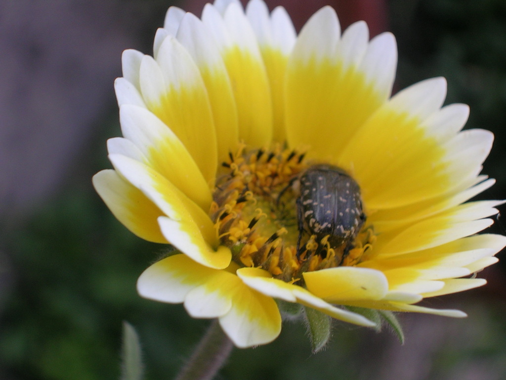 4-12 Layia elegans (1) - 