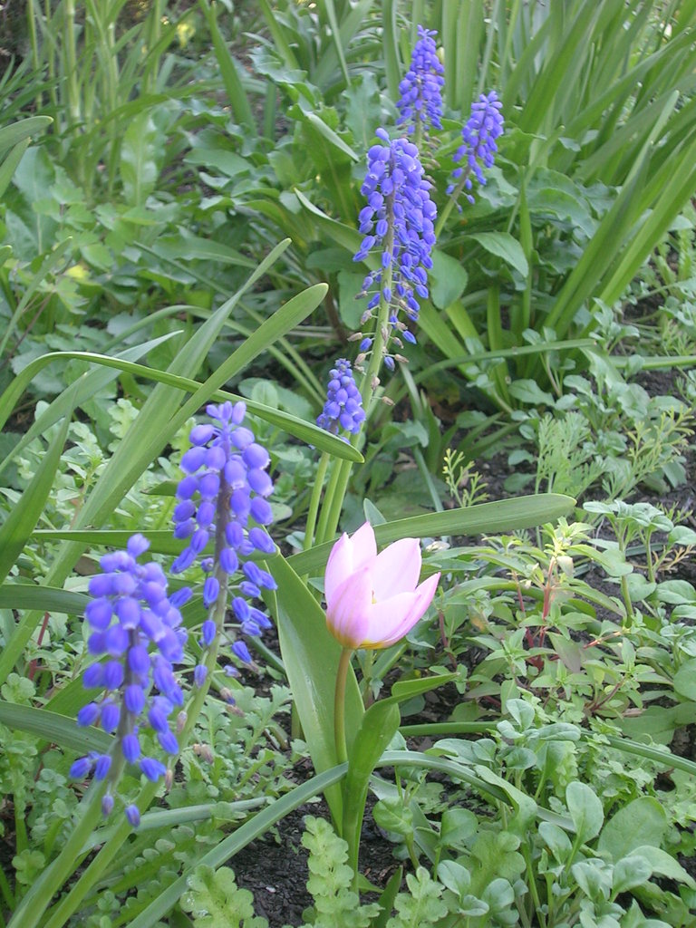 4-12 Lilac Wonder + Muscari (1) - 