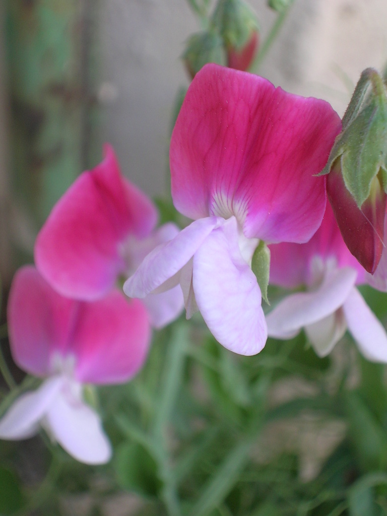 4-12 Lathyrus odoratus 'Painted Lady' - 