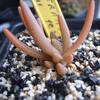 Delosperma obtusum 011 - cactus