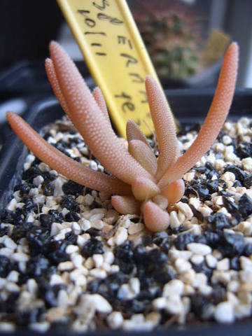 Delosperma obtusum 011 cactus