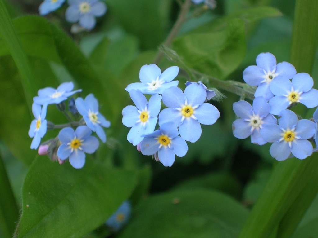 4-10 Myosotis sylvatica - 