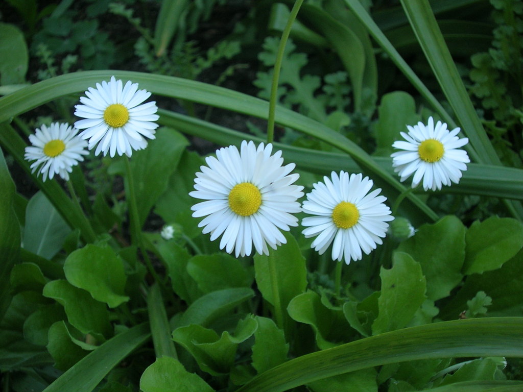 4-17 Bellis perennis - 