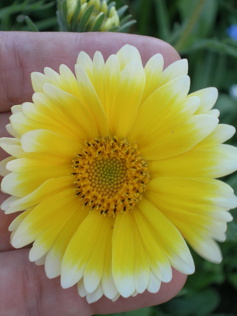 4-18 Layia elegans (1) - 