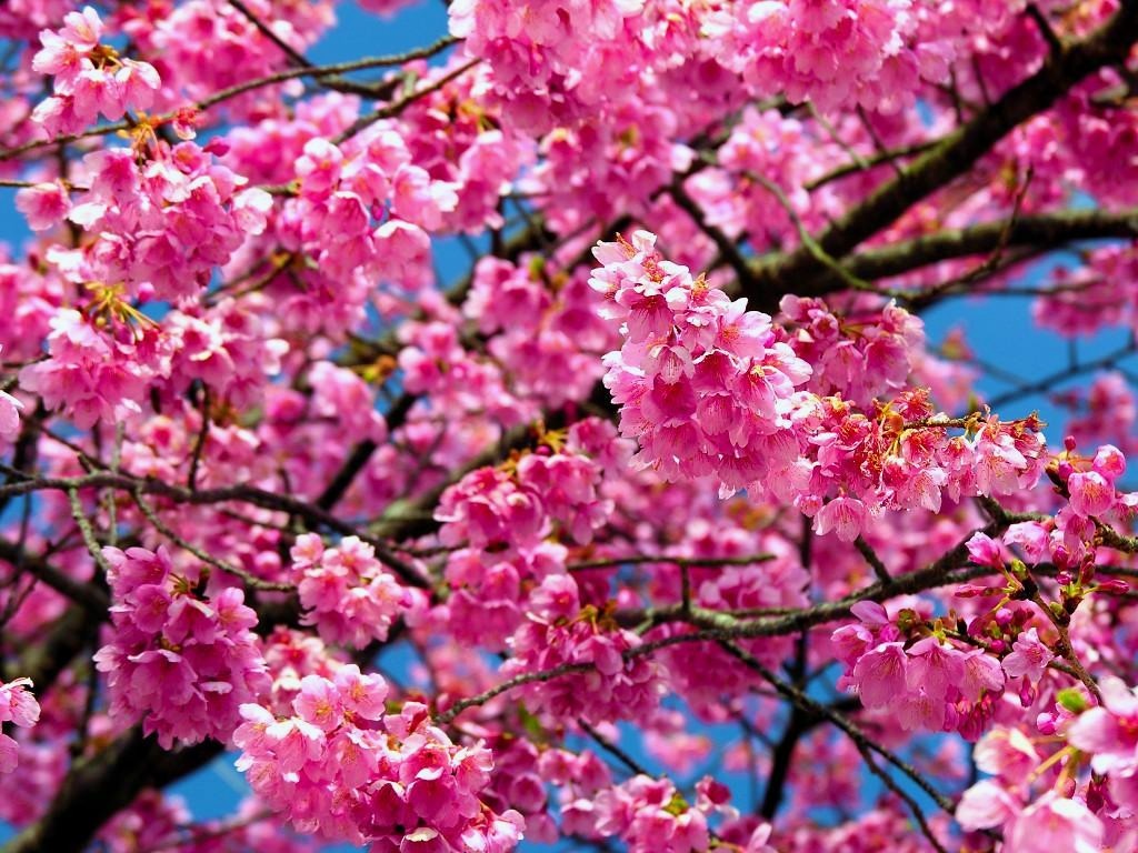 blossoms1 - 