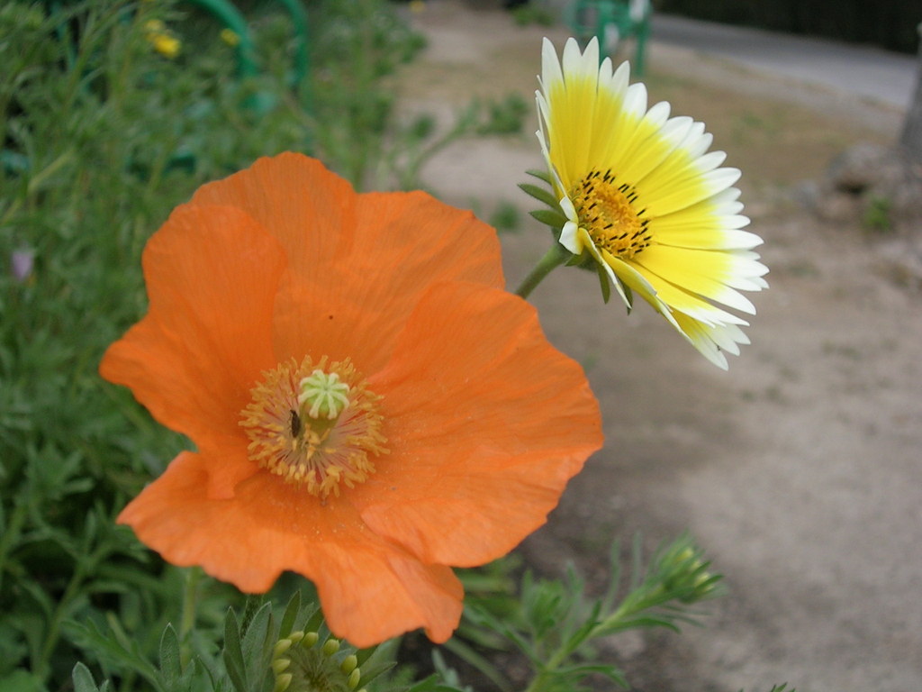 19-4 Papaver atlanticum + Layia elegans (1) - 