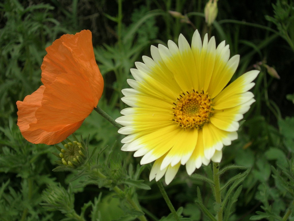 19-4 Papaver atlanticum + Layia elegans - 