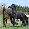93 - paarden op wei 20 april