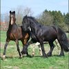 94 - paarden op wei 20 april