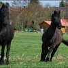 105 - paarden op wei 20 april