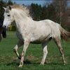 58 - paarden op wei 20 april