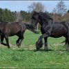 65 - paarden op wei 20 april