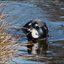 3 - honden zwemmen 22 april