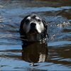 4 - honden zwemmen 22 april