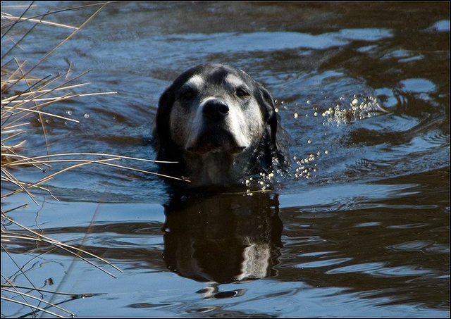 4 honden zwemmen 22 april