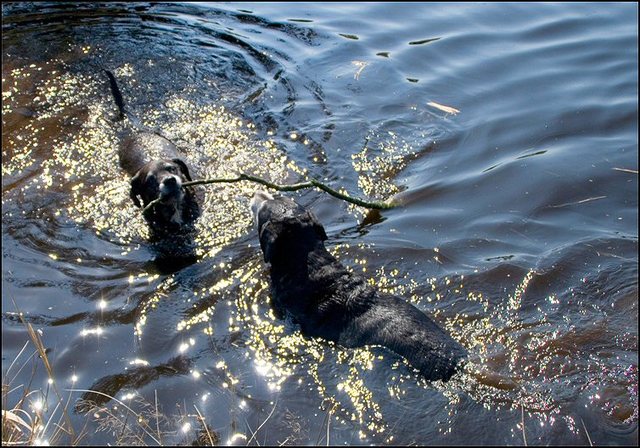 15 honden zwemmen 22 april