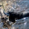 20 - honden zwemmen 22 april