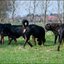 23 - honden zwemmen 22 april