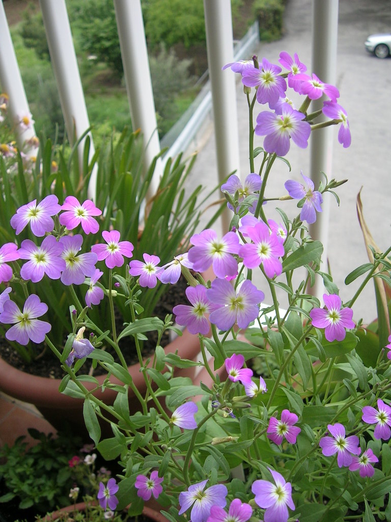 26-4 Malcolmia maritima (2) - 