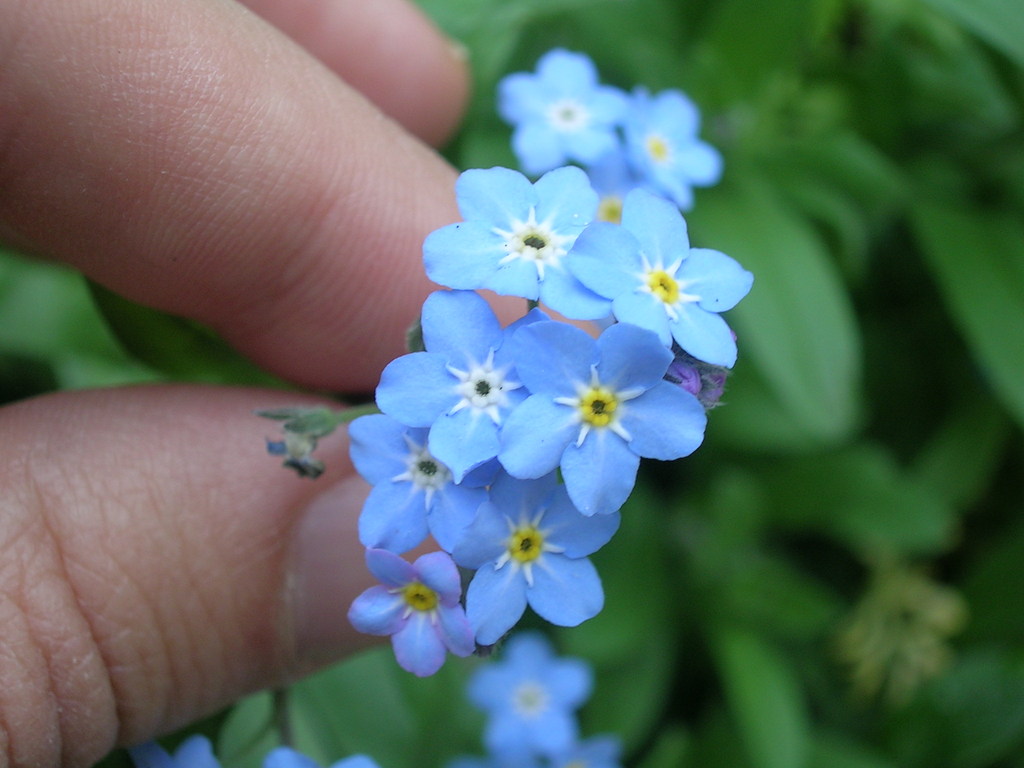 4-19 Myosotis (2) - 