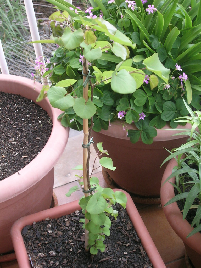 26-4 Cercis siliquastrum (1) - 