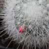 mammillaria senilisIMG 0013 1 - cactus