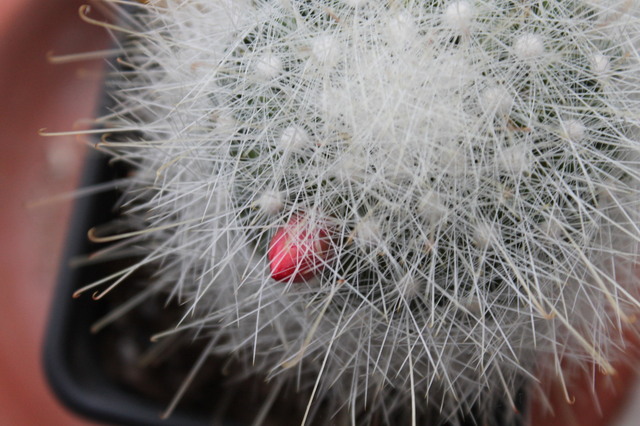 mammillaria senilisIMG 0013 1 cactus