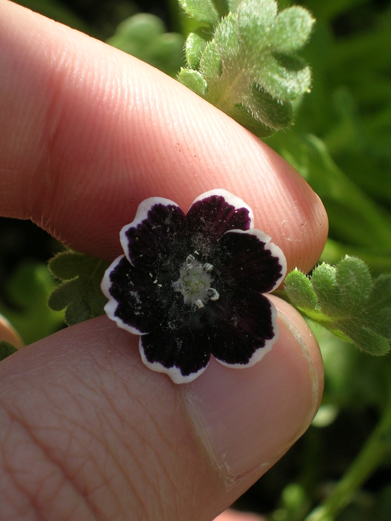 5-1 Nemophila 'Penny Black' - 