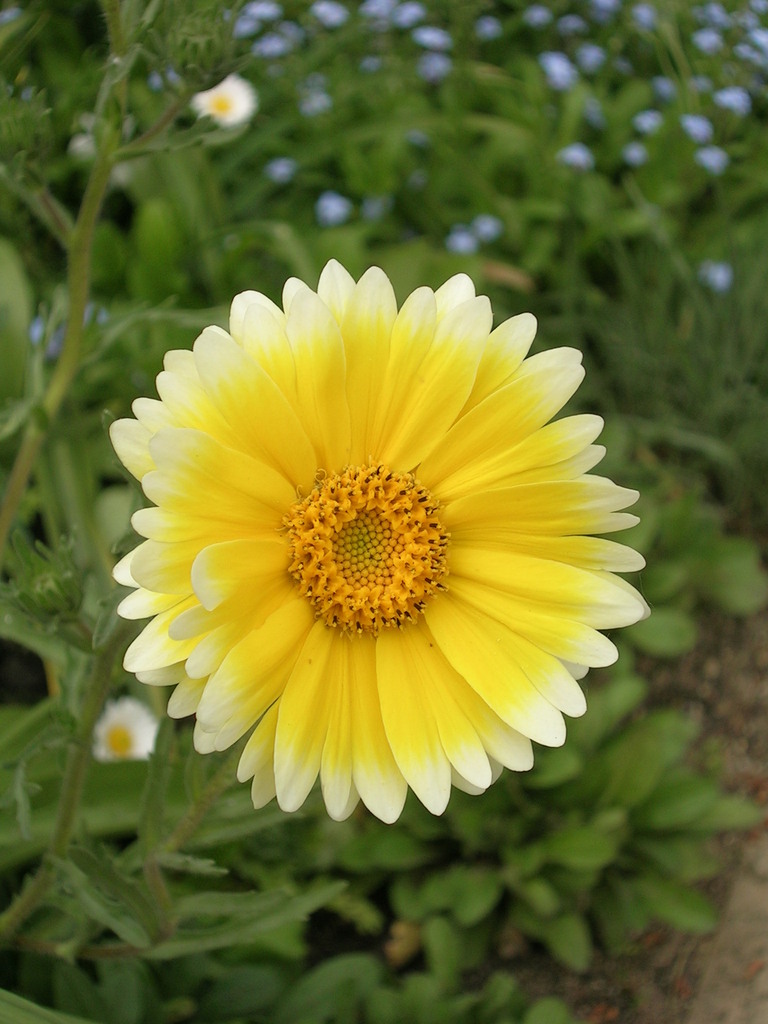 4-19 Layia elegans (1) - 