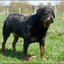 28 - 1 mei paarden en honden